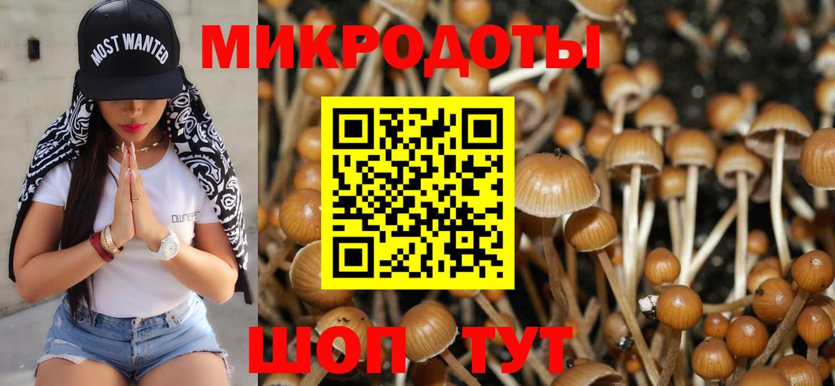 Псилоцибиновые грибы Cubensis Юрга